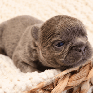 Kenji, a blue fluffy French Bulldog puppy from The Lago Family Frenchies in Houston, Texas