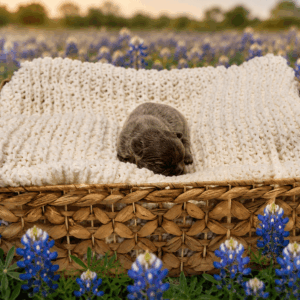 Koji, a blue fluffy French Bulldog puppy from The Lago Family Frenchies in Houston, Texas