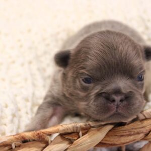 Milton, a blue fluffy French Bulldog puppy from The Lago Family Frenchies in Houston, Texas