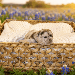 Mochi, a merle French Bulldog puppy from The Lago Family Frenchies in Houston, Texas